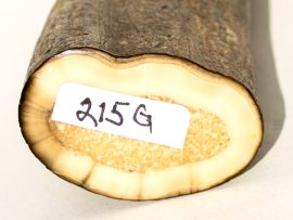 Fossil Walrus Tusk Raw Ivory - Scrimshaw Collector