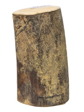 Fossil Walrus Tusk Raw Ivory - Scrimshaw Collector