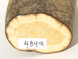 Fossil Walrus Tusk Raw Ivory - Scrimshaw Collector