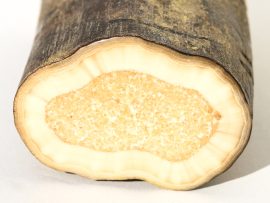Fossil Walrus Tusk Raw Ivory - Scrimshaw Collector