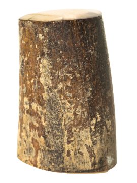 Fossil Walrus Tusk Raw Ivory - Scrimshaw Collector
