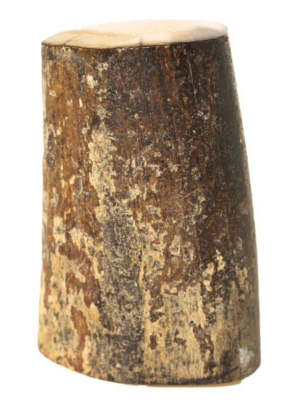 Fossil Walrus Tusk Raw Ivory - Scrimshaw Collector