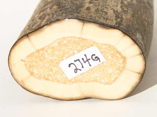 Fossil Walrus Tusk Raw Ivory - Scrimshaw Collector