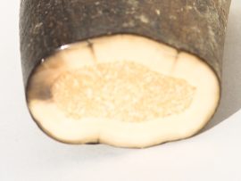 Fossil Walrus Tusk Raw Ivory - Scrimshaw Collector