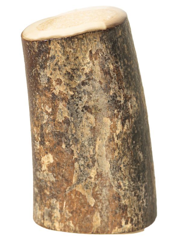 Fossil Walrus Tusk Raw Ivory - Scrimshaw Collector