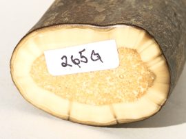 Fossil Walrus Tusk Raw Ivory - Scrimshaw Collector