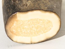 Fossil Walrus Tusk Raw Ivory - Scrimshaw Collector