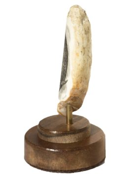 Gerry Dupont Scrimshaw - Blue Whale Diving