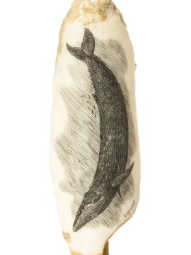 Gerry Dupont Scrimshaw - Blue Whale Diving