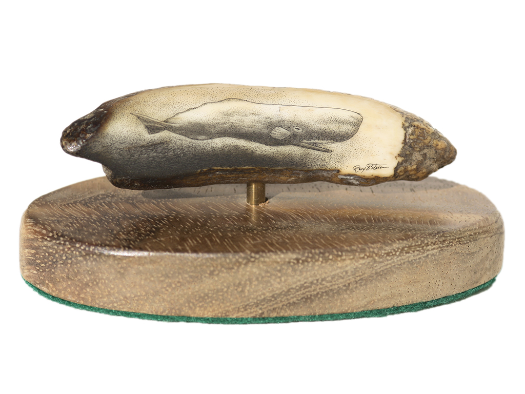 Ray Peters Scrimshaw - Bull Sperm Whale