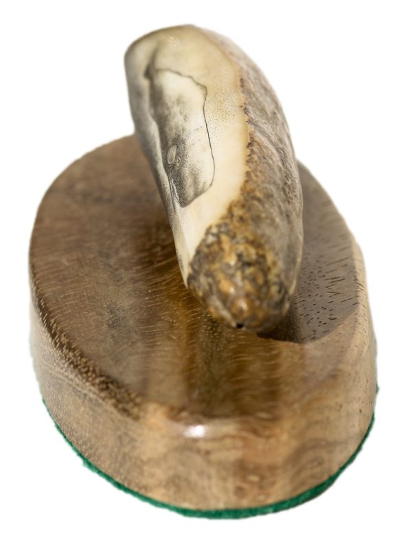Ray Peters Scrimshaw - Bull Sperm Whale