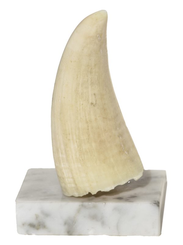 J.B. Pierce Scrimshaw - Full Sail Schooner