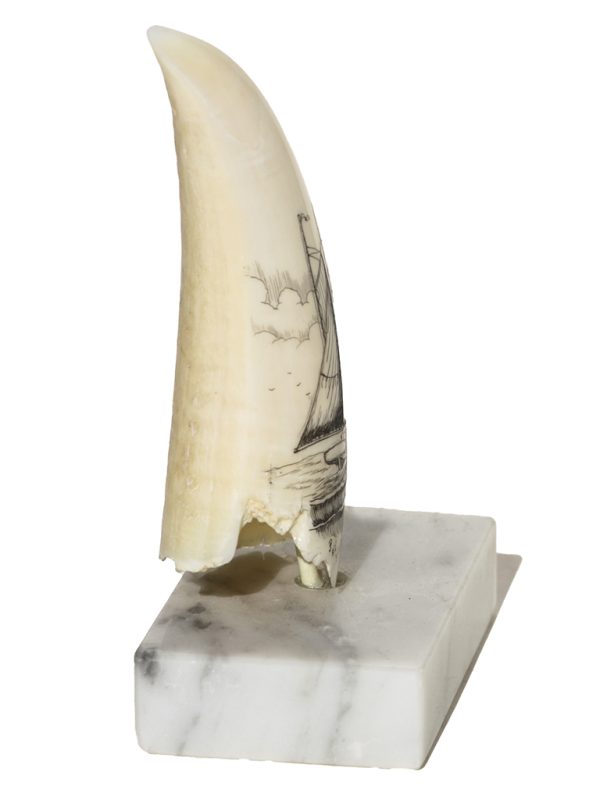J.B. Pierce Scrimshaw - Full Sail Schooner