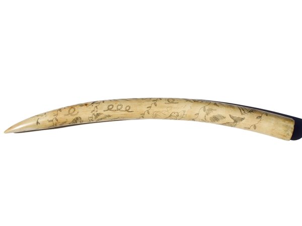 Unknown Artist - Scrimshaw on OId Pre-Ban Tusk