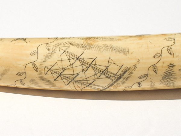 Unknown Artist - Scrimshaw on OId Pre-Ban Tusk