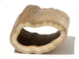 Fossil Walrus Tusk Raw Ivory - Scrimshaw Collector