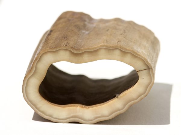 Fossil Walrus Tusk Raw Ivory - Scrimshaw Collector