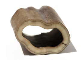 Fossil Walrus Tusk Raw Ivory - Scrimshaw Collector