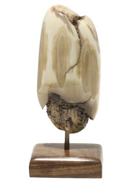 Peter Kinney Scrimshaw - Stern View H.M.S. Victory
