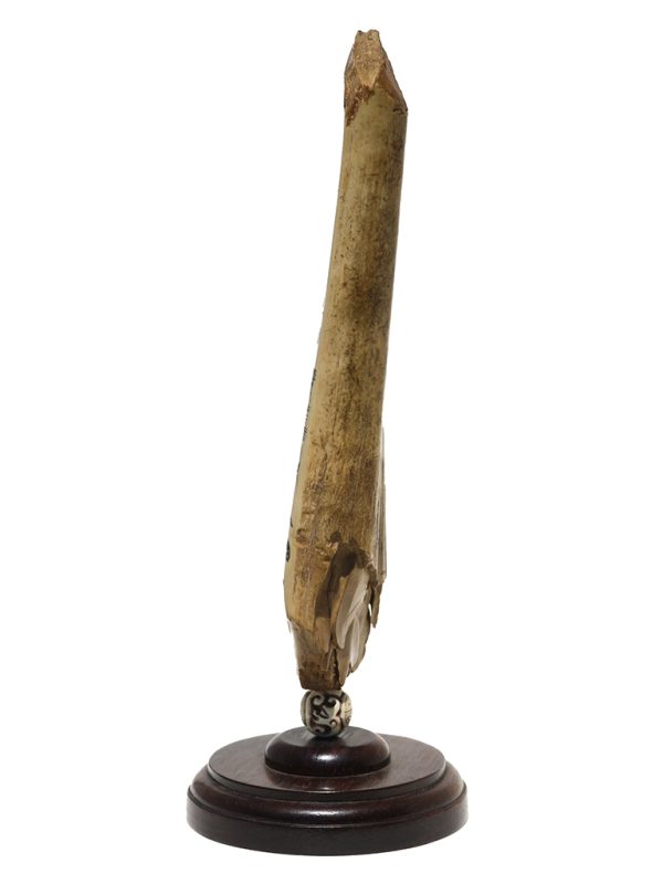 James W Lee Scrimshaw - Humpback Cow and Calf