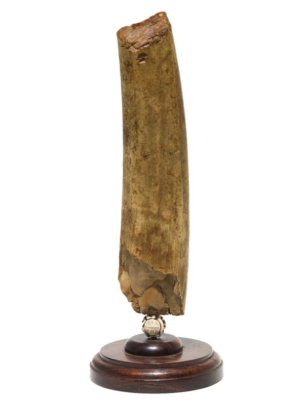 James W Lee Scrimshaw - Humpback Cow and Calf