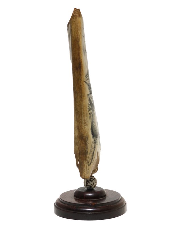 James W Lee Scrimshaw - Humpback Cow and Calf