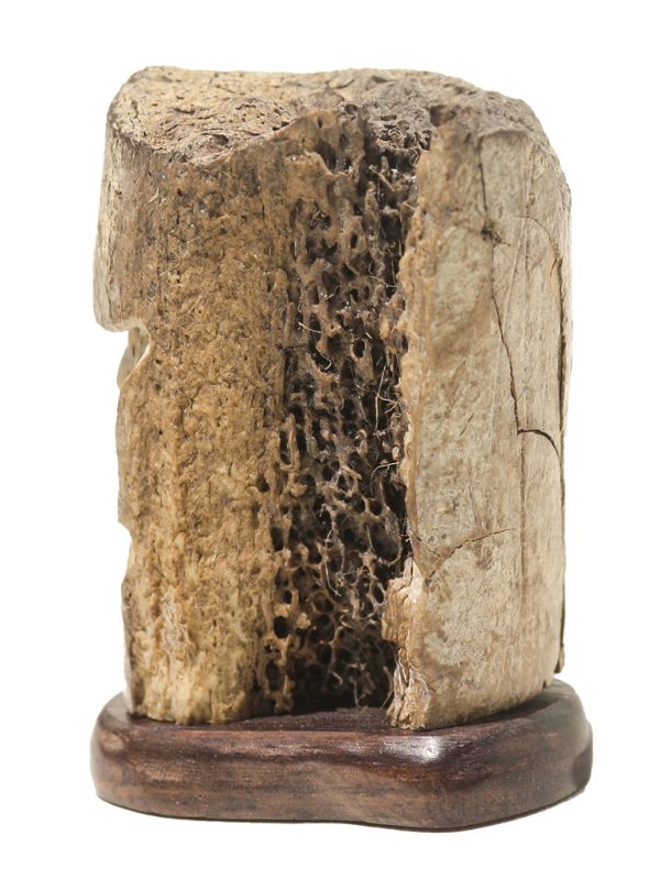 Unknown Carver - Oosik Skull Carving