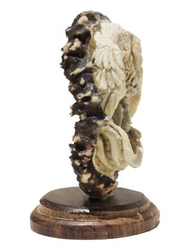 Unknown Carver - Fearsome Dragon Carving