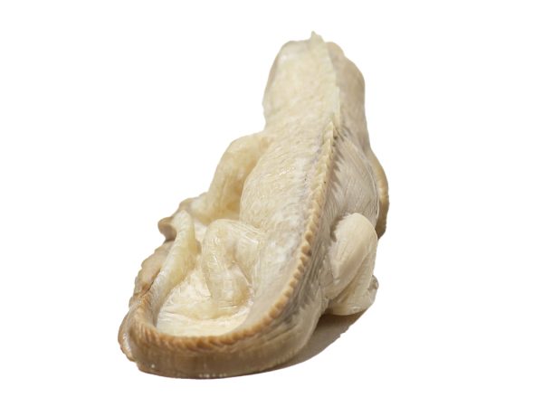 Unknown Carver - Iguana Carving