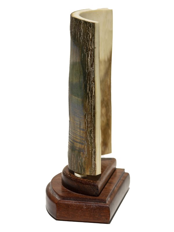 David Adams Scrimshaw - Massive Humpback Whale