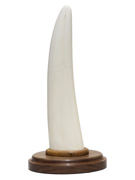 David Adams Scrimshaw - SIREN