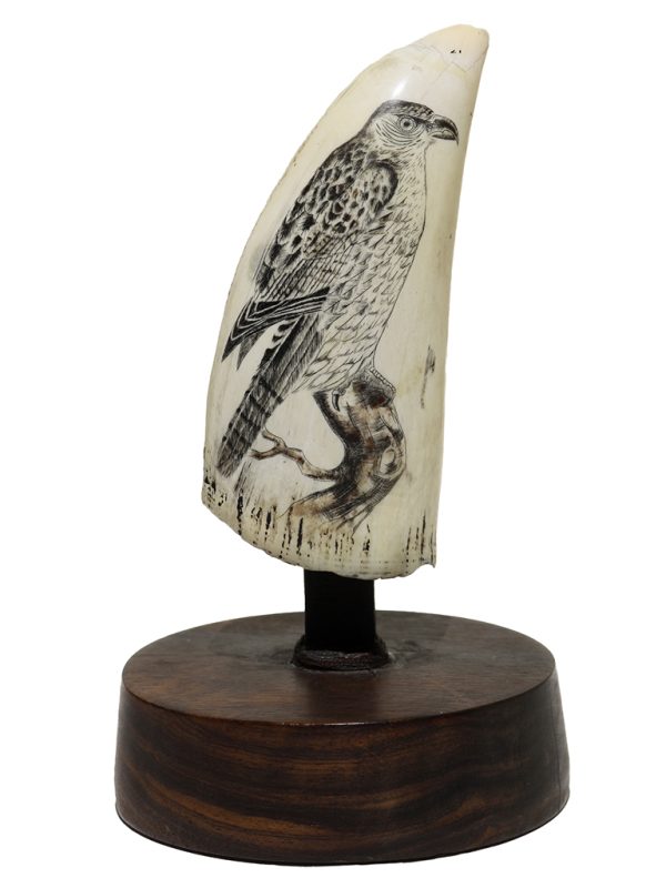 Unknown Artist - Watching Osprey