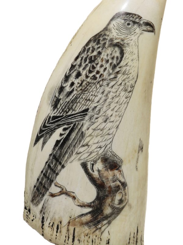 Unknown Artist - Watching Osprey