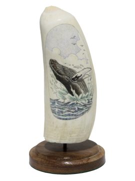 S.J. Wainwright - Acrobatic Humpback