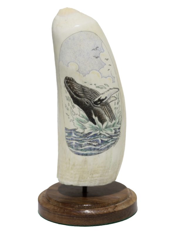 S.J. Wainwright - Acrobatic Humpback