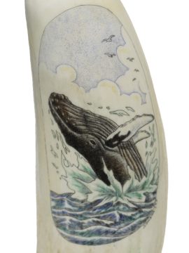 S.J. Wainwright - Acrobatic Humpback