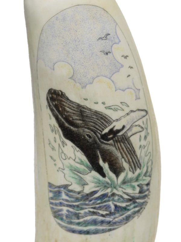 S.J. Wainwright - Acrobatic Humpback