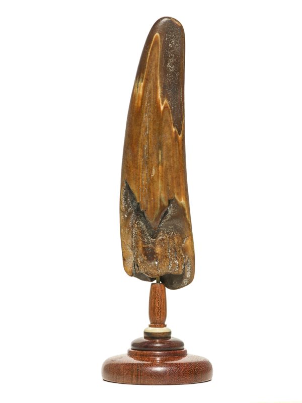David Adams Scrimshaw - Autumn Wolf