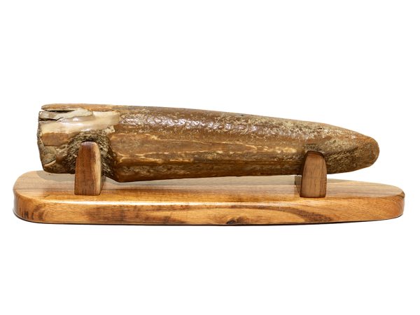 Gary Dorning Scrimshaw - King of the Serengeti
