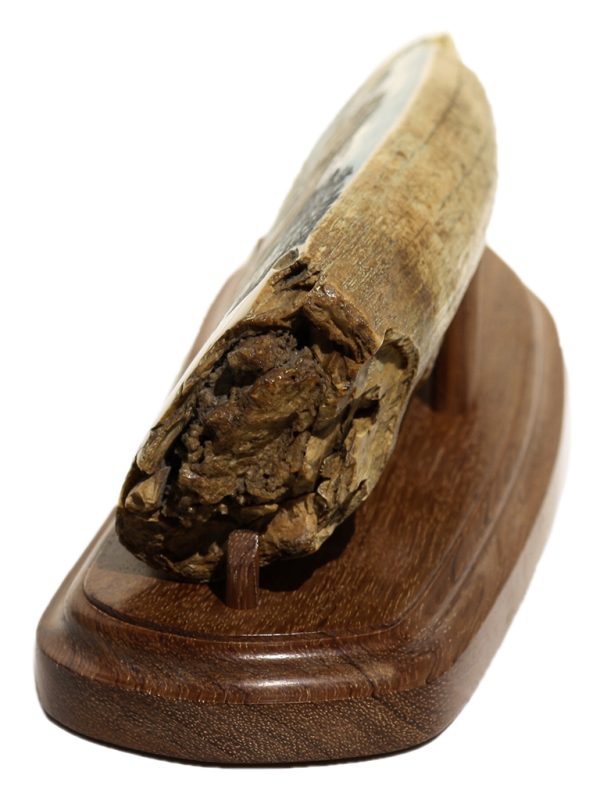 Matt Stothart Scrimshaw - Serengeti Scene