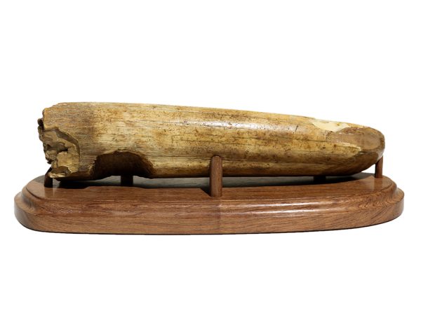 Matt Stothart Scrimshaw - Serengeti Scene