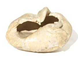 Miscellaneous Whale Artifact - Whale Eardrum