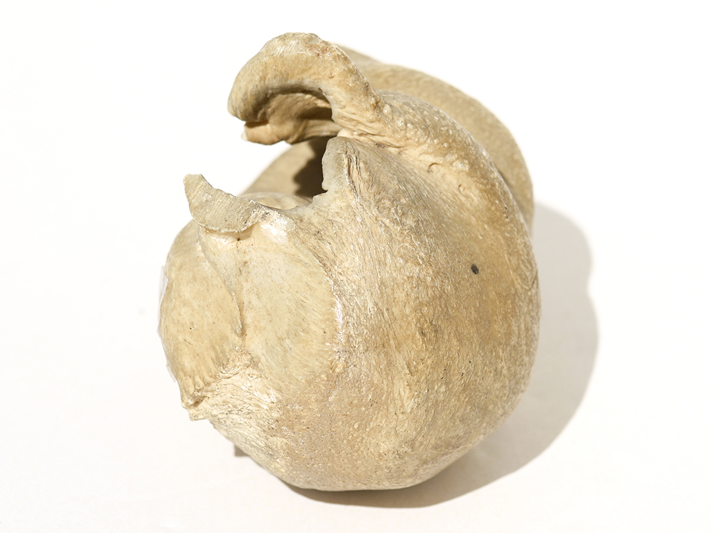 Miscellaneous Whale Artifact - Whale Eardrum