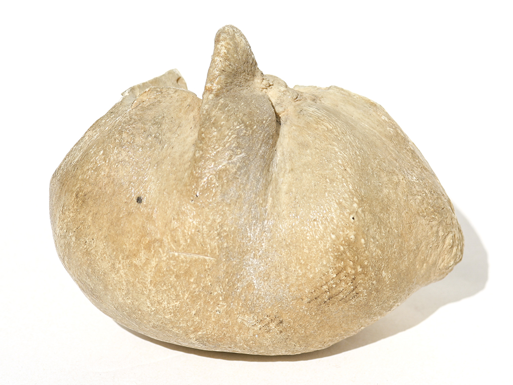 Miscellaneous Whale Artifact - Whale Eardrum