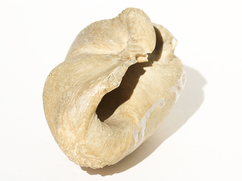 Miscellaneous Whale Artifact - Whale Eardrum