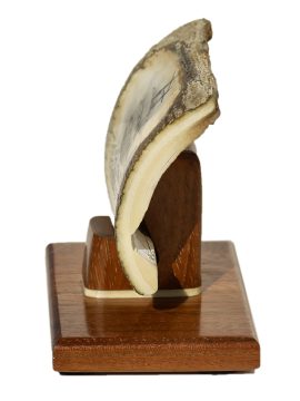 David Adams Scrimshaw - Furled Sails in Storm