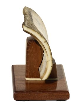 David Adams Scrimshaw - Furled Sails in Storm