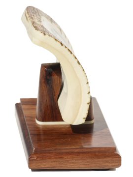 David Adams Scrimshaw - Cougar Splashin