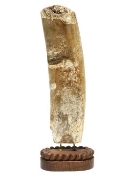 Kelly Mulford Scrimshaw - Wanderer at Sea