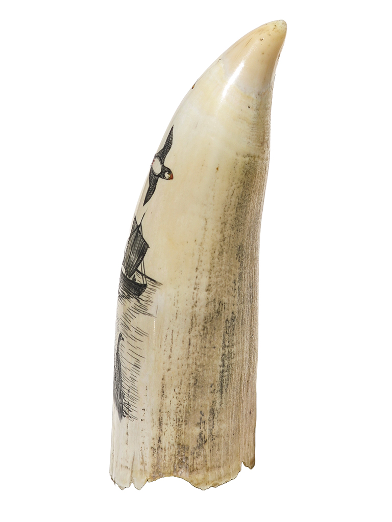 Scrimshaw by J.L. Miller - Puffins on Island